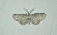 Glenoides texanaria