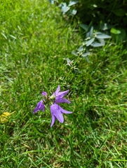 Campanula rapunculoides