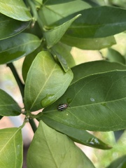 Disonycha glabrata
