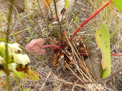Protea cordata