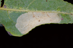 Phyllonorycter scudderella