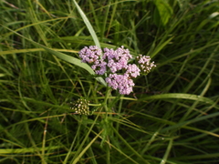 Achillea millefolium