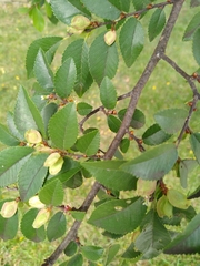 Ulmus parvifolia