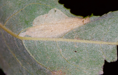Phyllonorycter scudderella