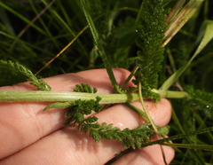 Achillea millefolium