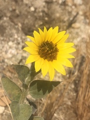 Helianthus annuus