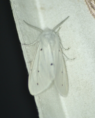 Spilosoma congrua