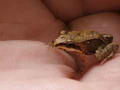 Leptodactylus albilabris