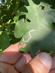 Stigmella quercipulchella