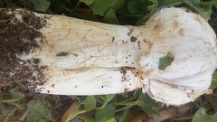 Agaricus deserticola