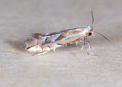 Phyllonorycter scudderella