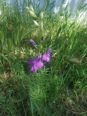 Consolida orientalis