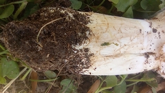 Agaricus deserticola