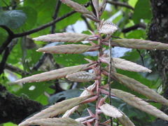 Tillandsia fendleri
