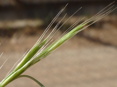 Festuca ambigua
