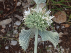 Marrubium incanum