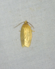 Clepsis clemensiana