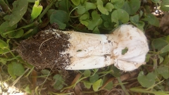 Agaricus deserticola