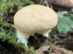 Scleroderma areolatum