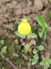 Calceolaria tripartita