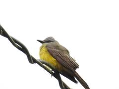 Tyrannus melancholicus