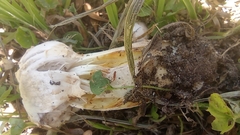 Agaricus deserticola