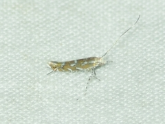 Parectopa pennsylvaniella