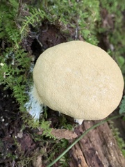 Scleroderma areolatum
