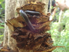 Rhinocricus parcus