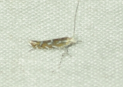 Parectopa pennsylvaniella