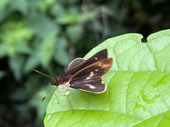 Vettius fantasos