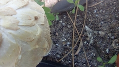 Agaricus deserticola