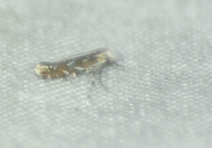 Parectopa pennsylvaniella