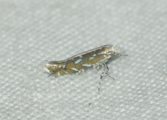 Parectopa pennsylvaniella