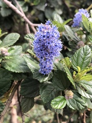 Ceanothus thyrsiflorus