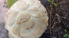 Agaricus deserticola