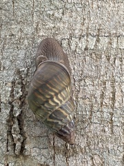 Gastropoda