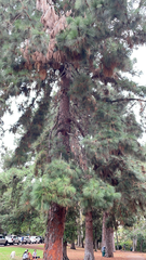 Pinus canariensis