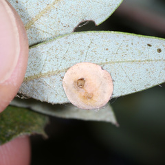 Paracraspis guadaloupensis