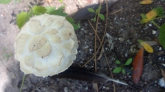 Agaricus deserticola