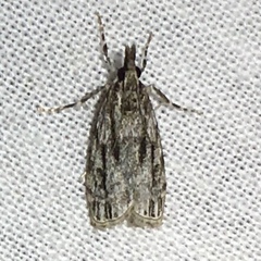 Eudonia strigalis