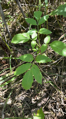 Aralia hispida