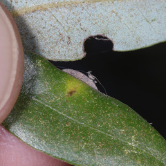 Paracraspis guadaloupensis