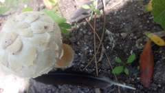 Agaricus deserticola