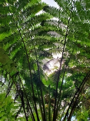 Cyathea arborea