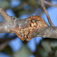 Dryocosmus asymmetricus