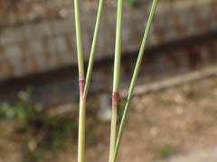 Festuca ambigua