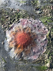 Cyanea ferruginea