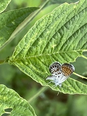 Brephidium exilis exilis