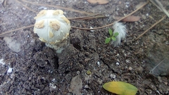 Agaricus deserticola